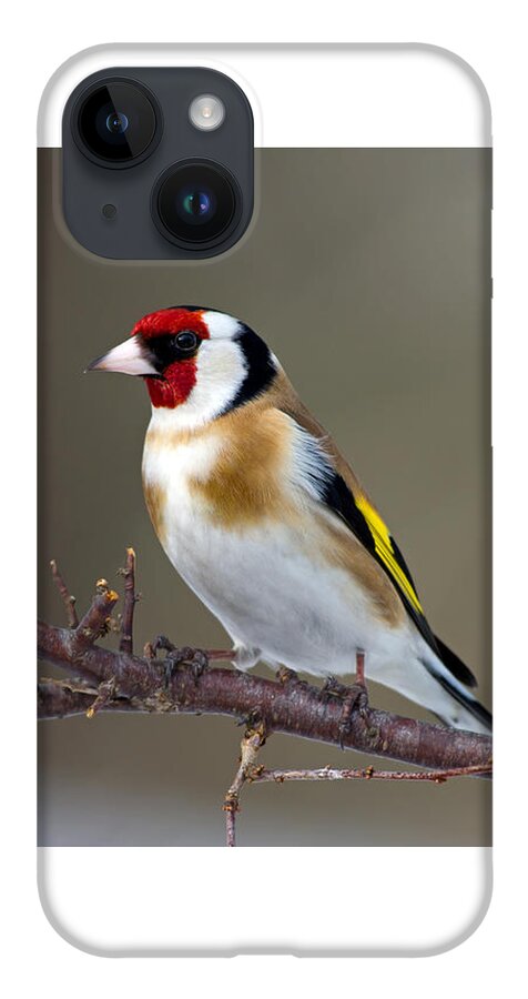 Goldfinch iPhone 14 Case featuring the photograph European Goldfinch by Torbjorn Swenelius