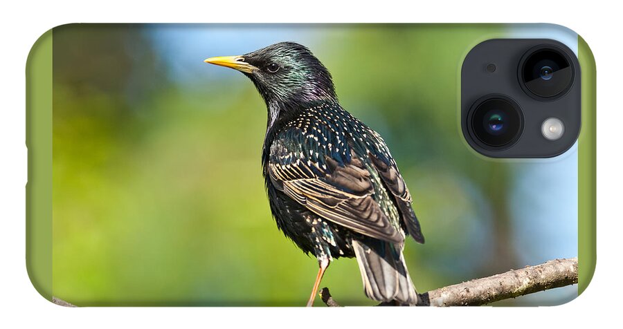 Animal iPhone 14 Case featuring the photograph European Starling in a Tree by Jeff Goulden