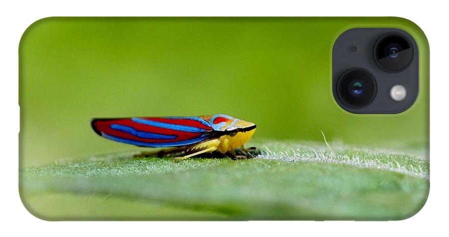 Leafhopper iPhone Case featuring the photograph Fashion Bug - Leafhopper by Andrea Lazar