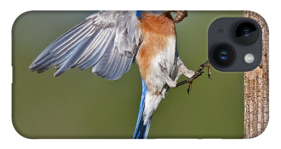 Eastern Bluebird iPhone 14 Case featuring the photograph Feed me Daddy by Susan Candelario