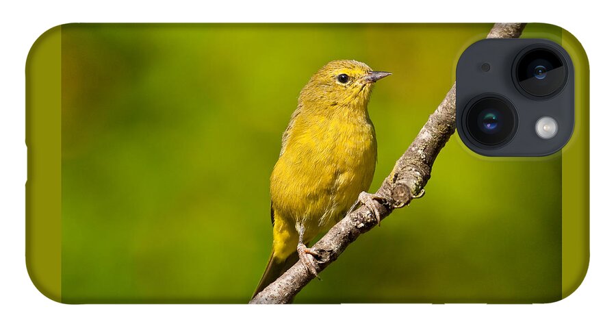 Animal iPhone 14 Case featuring the photograph Female Yellow Warbler by Jeff Goulden