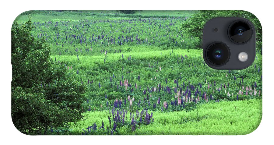 Lupins iPhone 14 Case featuring the photograph Field of Dreams by Laura Tucker
