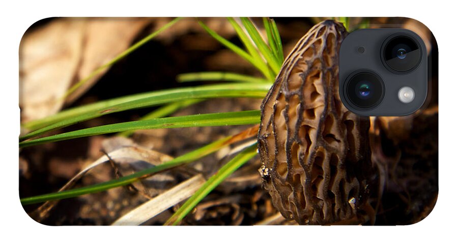 Morel iPhone Case featuring the photograph First Morel Mushroom of Spring by Mary Lee Dereske