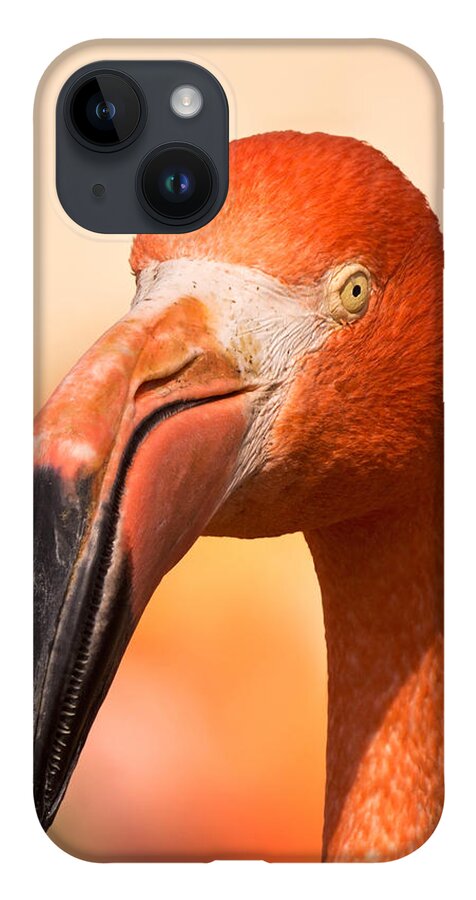 American Flamingo iPhone 14 Case featuring the photograph Flamingo in the Sun by Theo O'Connor