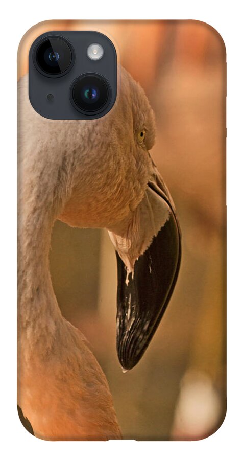 American Flamingo iPhone Case featuring the photograph Flamingo on a Fall Day by Theo OConnor