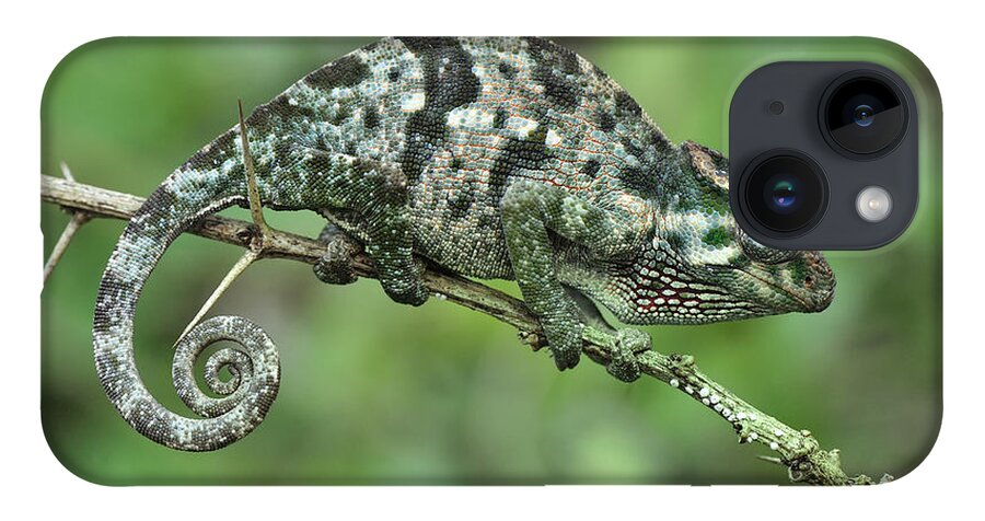 Thomas Marent iPhone 14 Case featuring the photograph Flap-necked Chameleon Female Tanzania by Thomas Marent