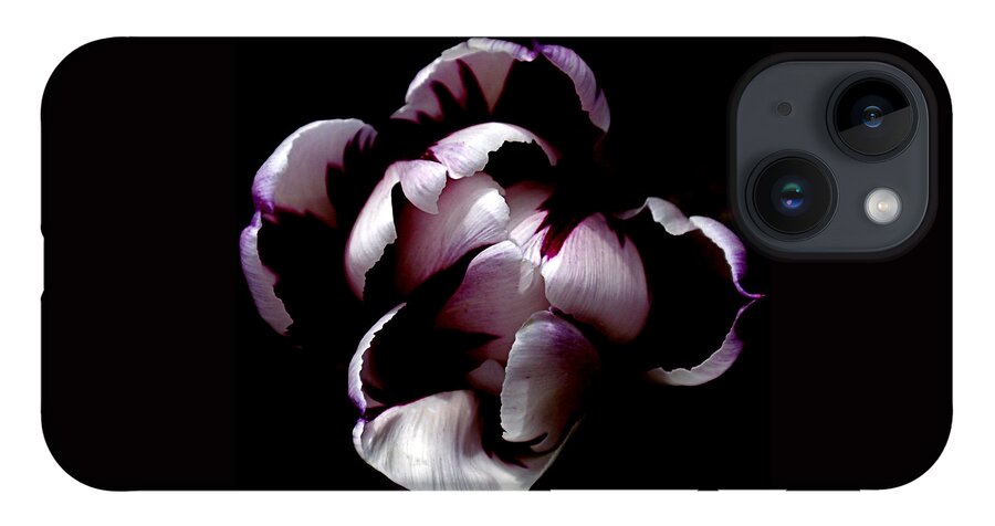 Tulip iPhone Case featuring the photograph Floral Symmetry by Rona Black