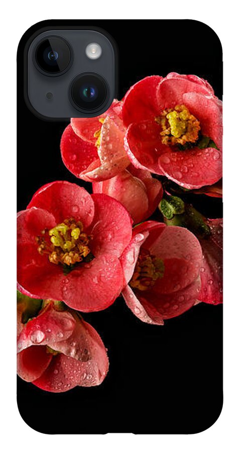 Quince iPhone 14 Case featuring the photograph Flowering Quince by Mary Jo Allen