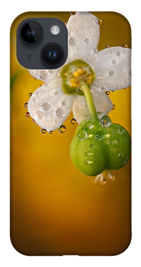 2012 iPhone 14 Case featuring the photograph Flowering Spurge by Robert Charity