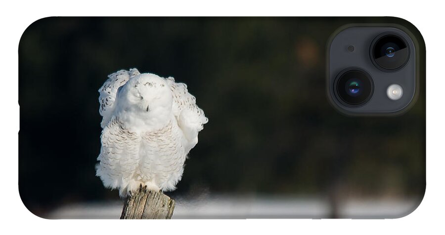 Snowy Owl iPhone 14 Case featuring the photograph Fluffing Feathers by Cheryl Baxter