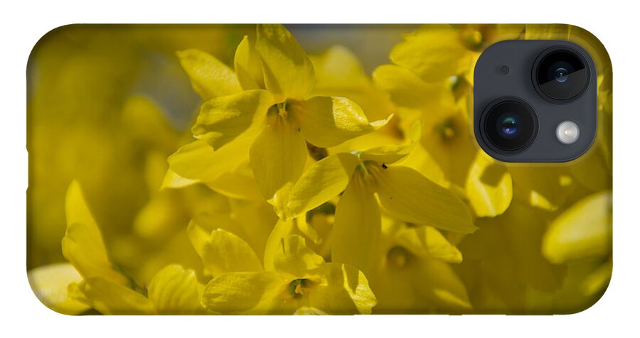 Forsythia iPhone 14 Case featuring the photograph Forsythia by Laurel Best