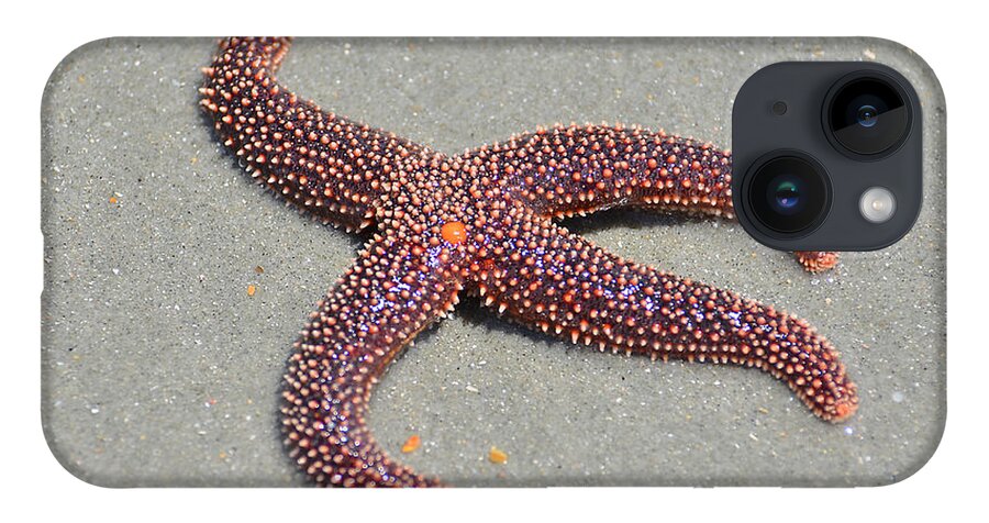 Starfish iPhone 14 Case featuring the photograph Four Legged Starfish by Kathy Baccari