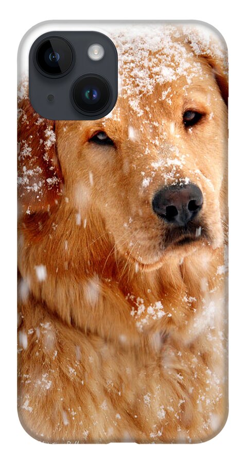 Golden Retriever iPhone 14 Case featuring the photograph Frosty Mug by Christina Rollo