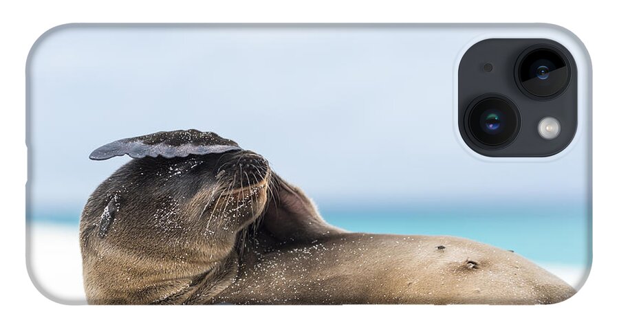 Tui De Roy iPhone 14 Case featuring the photograph Galapagos Sea Lion Pup Covering Face by Tui De Roy