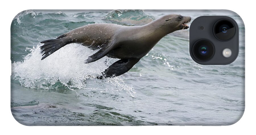 Tui De Roy iPhone 14 Case featuring the photograph Galapagos Sea Lion Surfing Mosquera by Tui De Roy