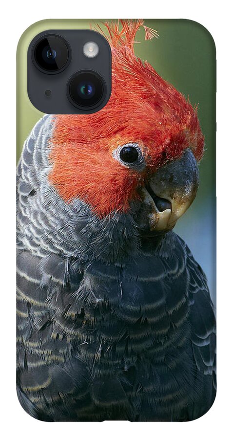 Martin Willis iPhone 14 Case featuring the photograph Gang-gang Cockatoo Male Canberra by Martin Willis