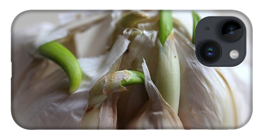 Garlic iPhone 14 Case featuring the photograph Garlic Sprout by Yumi Johnson
