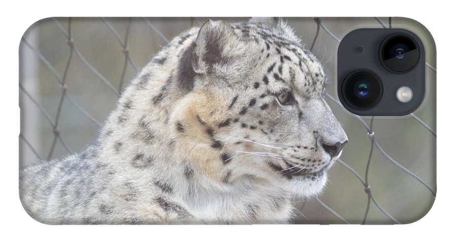 Snow Leopard iPhone Case featuring the photograph Gazing by Michelle Hoffmann