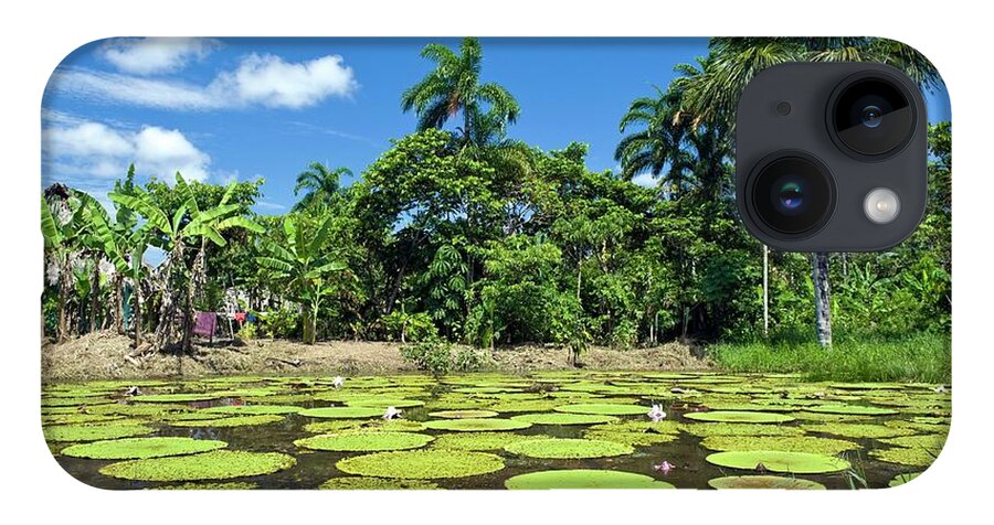Giant Amazon Water iPhone 14 Case featuring the photograph Giant Amazon Water Lily by Tony Camacho/science Photo Library