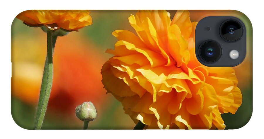 Field iPhone 14 Case featuring the photograph Giant Tecolote Ranunculus - Carlsbad Flower Fields CA by Alexandra Till