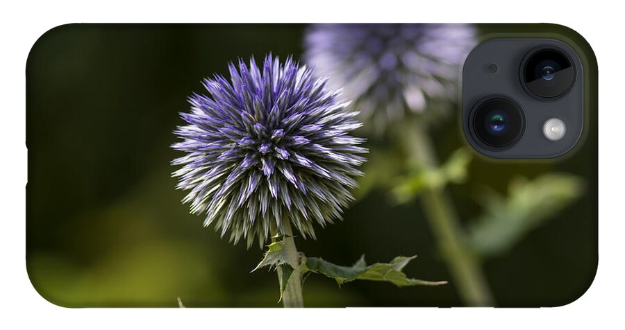 Globe Thistle iPhone Case featuring the photograph Globe Thistle by Dan Hefle