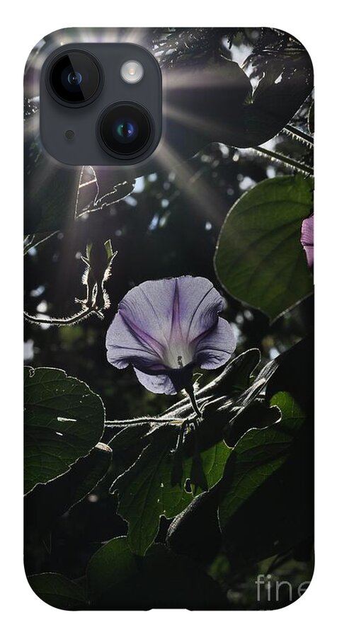 Morning Glory iPhone 14 Case featuring the photograph Glorious by Cheryl Baxter