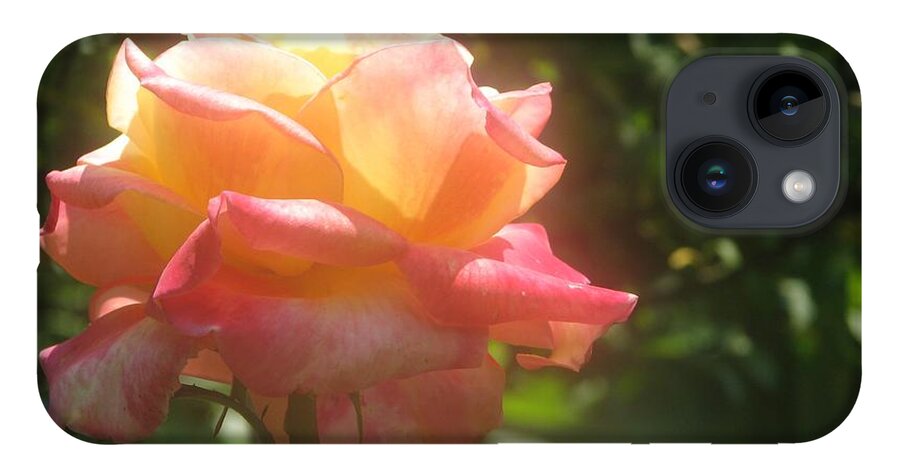 Rose iPhone 14 Case featuring the photograph Glowing Rose by Tammie Miller