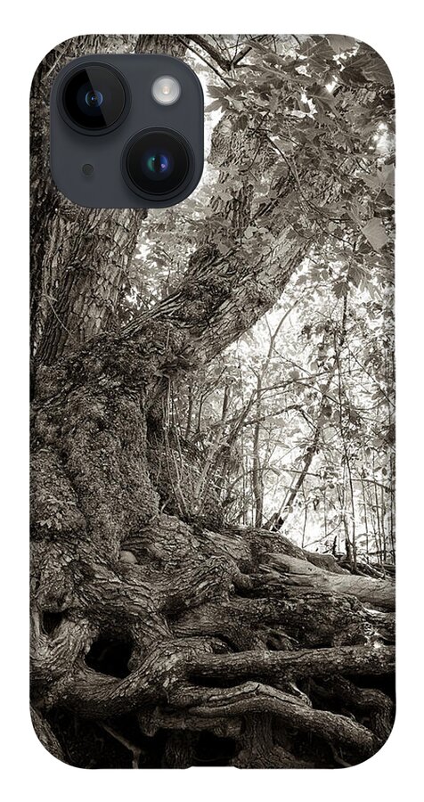 Tree iPhone Case featuring the photograph Gnarled Tree by Mary Lee Dereske