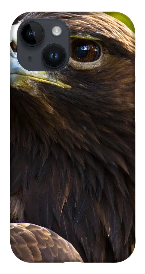 Golden Eagle iPhone 14 Case featuring the photograph Golden Eagle by Robert L Jackson