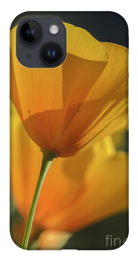 Poppies iPhone 14 Case featuring the photograph Golden Poppies by Tamara Becker