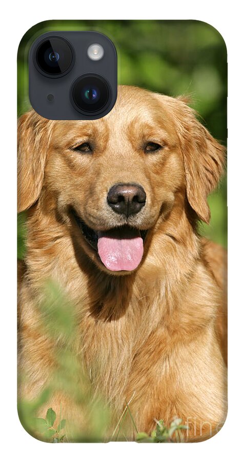 Dog iPhone 14 Case featuring the photograph Golden Retriever by Rolf Kopfle