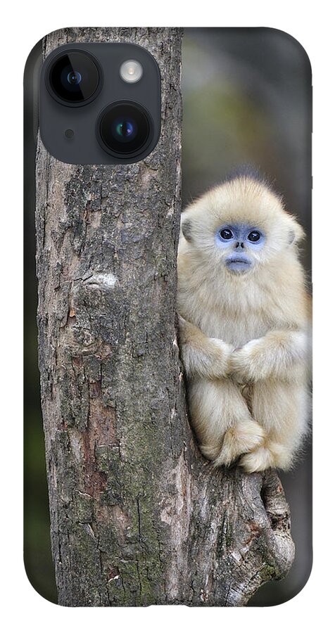 Feb0514 iPhone 14 Case featuring the photograph Golden Snub-nosed Monkey Young China by Thomas Marent