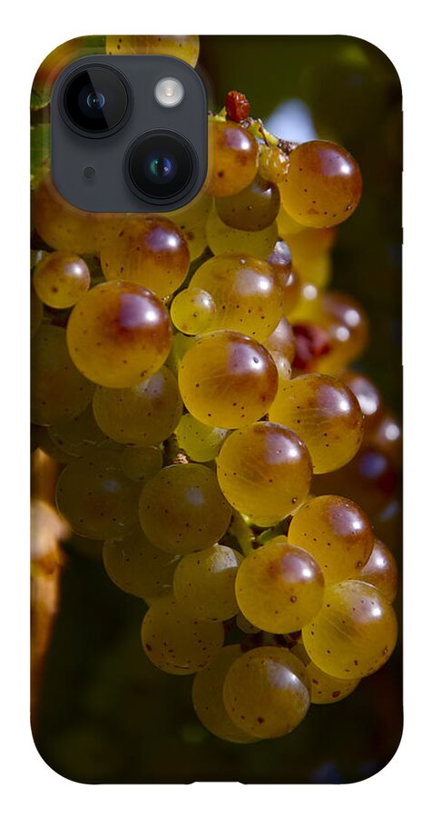 Wine iPhone 14 Case featuring the photograph Golden Wine Grapes by Owen Weber