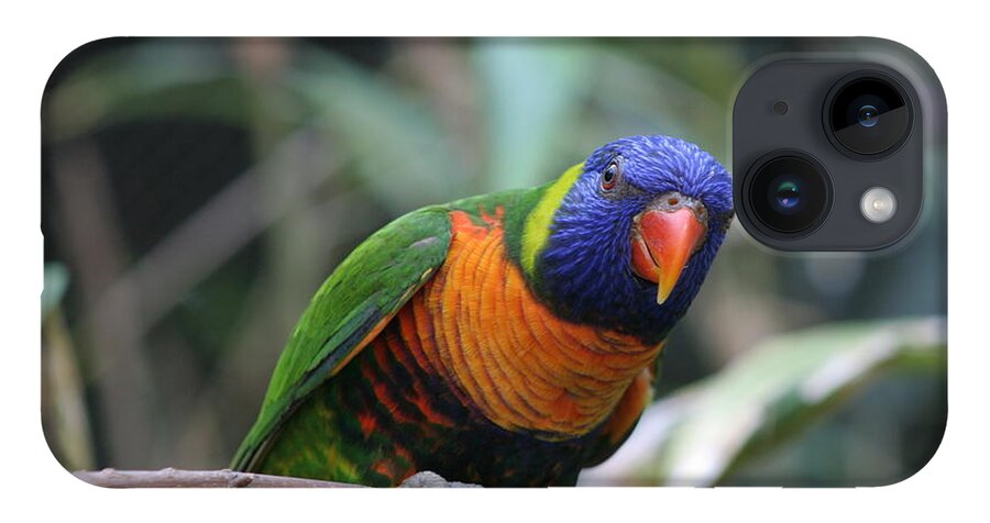 Lorie iPhone 14 Case featuring the photograph Curious Lorikeet by Valerie Collins