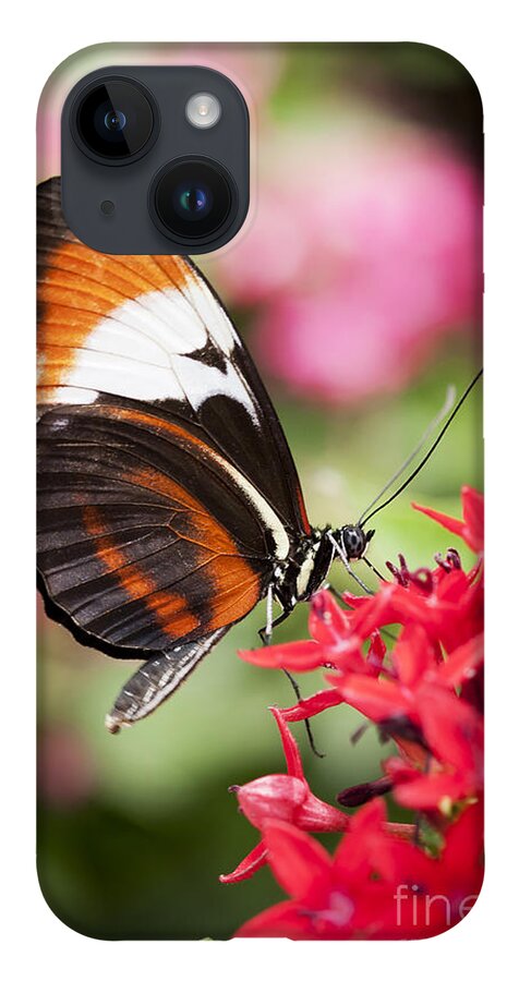 Butterfly iPhone 14 Case featuring the photograph Grace by Patty Colabuono
