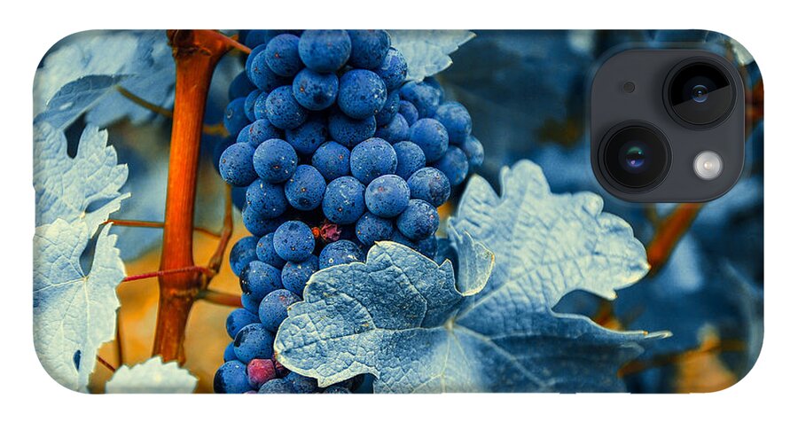 Blue iPhone 14 Case featuring the photograph Grapes - Blue by Hannes Cmarits