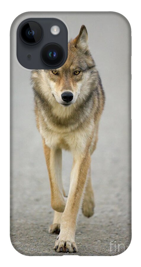 00440973 iPhone 14 Case featuring the photograph Gray Wolf in Denali by Yva Momatiuk John Eastcott