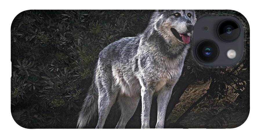 Gray Wolf iPhone 14 Case featuring the photograph Gray Wolf on Hillside Endangered Species Wildlife Rescue by Dave Welling