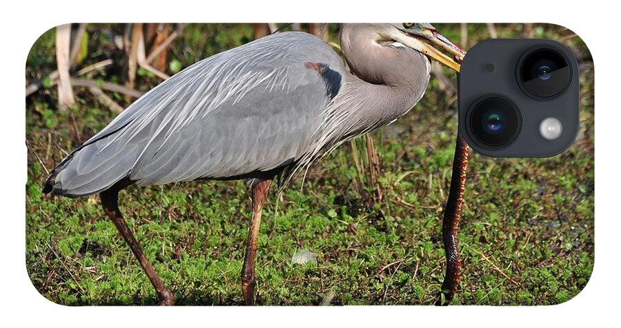 Heron iPhone 14 Case featuring the photograph Great Blue Heron And The Banded Water Snake by Kathy Baccari