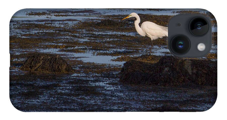 Great White Heron iPhone 14 Case featuring the photograph Great Egret at Avery Point by Kirkodd Photography Of New England