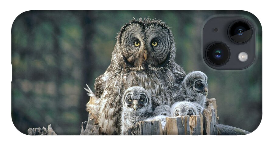 Feb0514 iPhone 14 Case featuring the photograph Great Gray Owl With Owlets In Nest by Michael Quinton