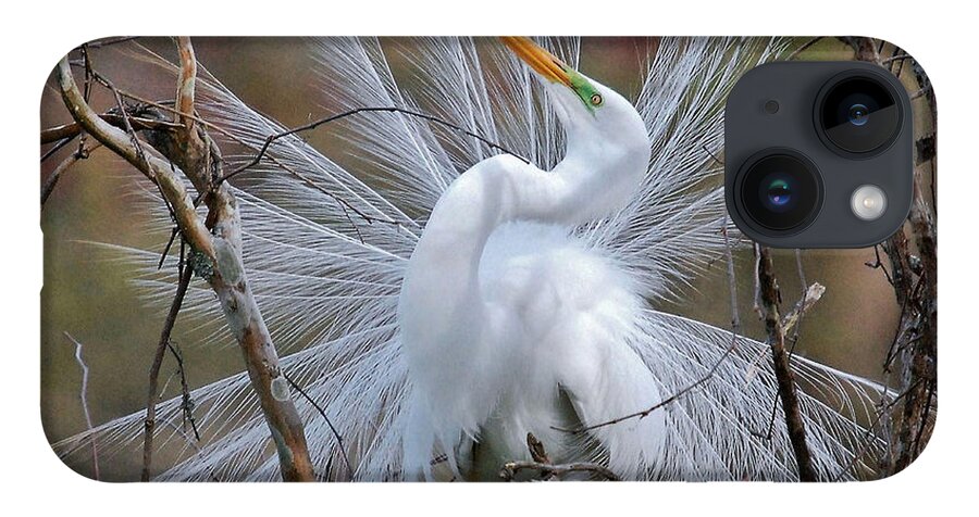 Birds iPhone 14 Case featuring the photograph Great White Egret With Breeding Plumage by Kathy Baccari