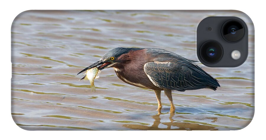 Green Heron iPhone 14 Case featuring the photograph Green Heron by David Armstrong