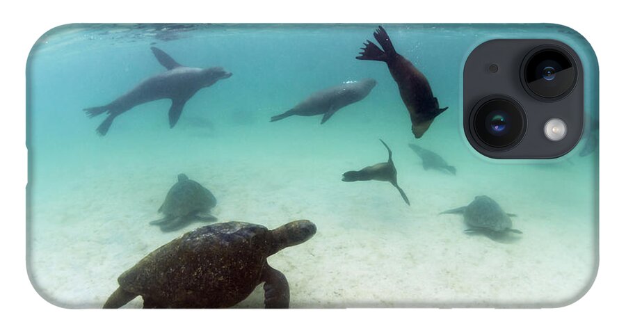 536775 iPhone 14 Case featuring the photograph Green Sea Turtles And Sealions Galapagos by Tui De Roy
