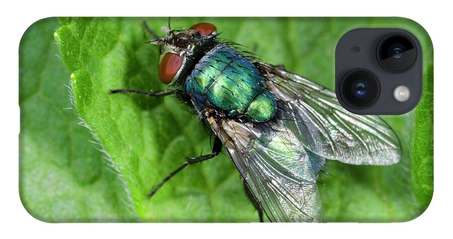 Insect iPhone 14 Case featuring the photograph Greenbottle by Nigel Downer