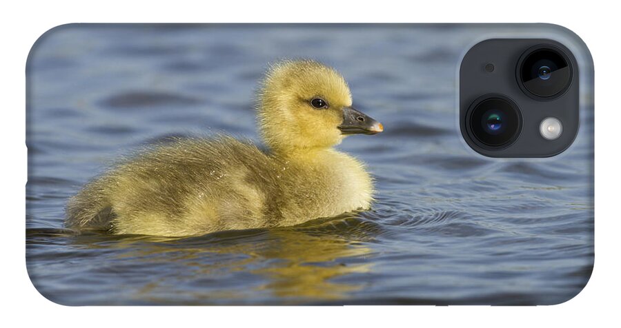 Nis iPhone 14 Case featuring the photograph Greylag Goose Gosling Zeeland by Sytze Jongma