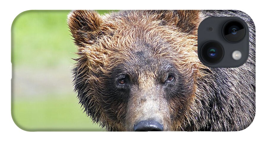 Alaska iPhone 14 Case featuring the photograph Grizzly Bear by Kyle Lavey