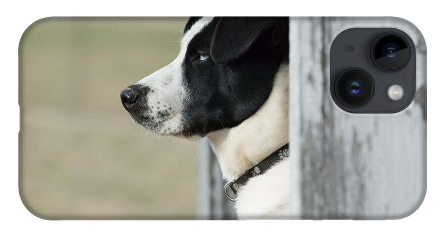 Pet iPhone 14 Case featuring the photograph Guard Dog by Holden The Moment