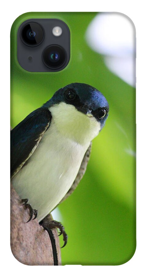 Male Tree Swallow iPhone 14 Case featuring the photograph Guarding his Gourd 2 by Brook Burling