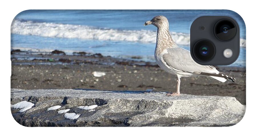 Fine Art iPhone 14 Case featuring the photograph Granite State Seagull by Eunice Miller